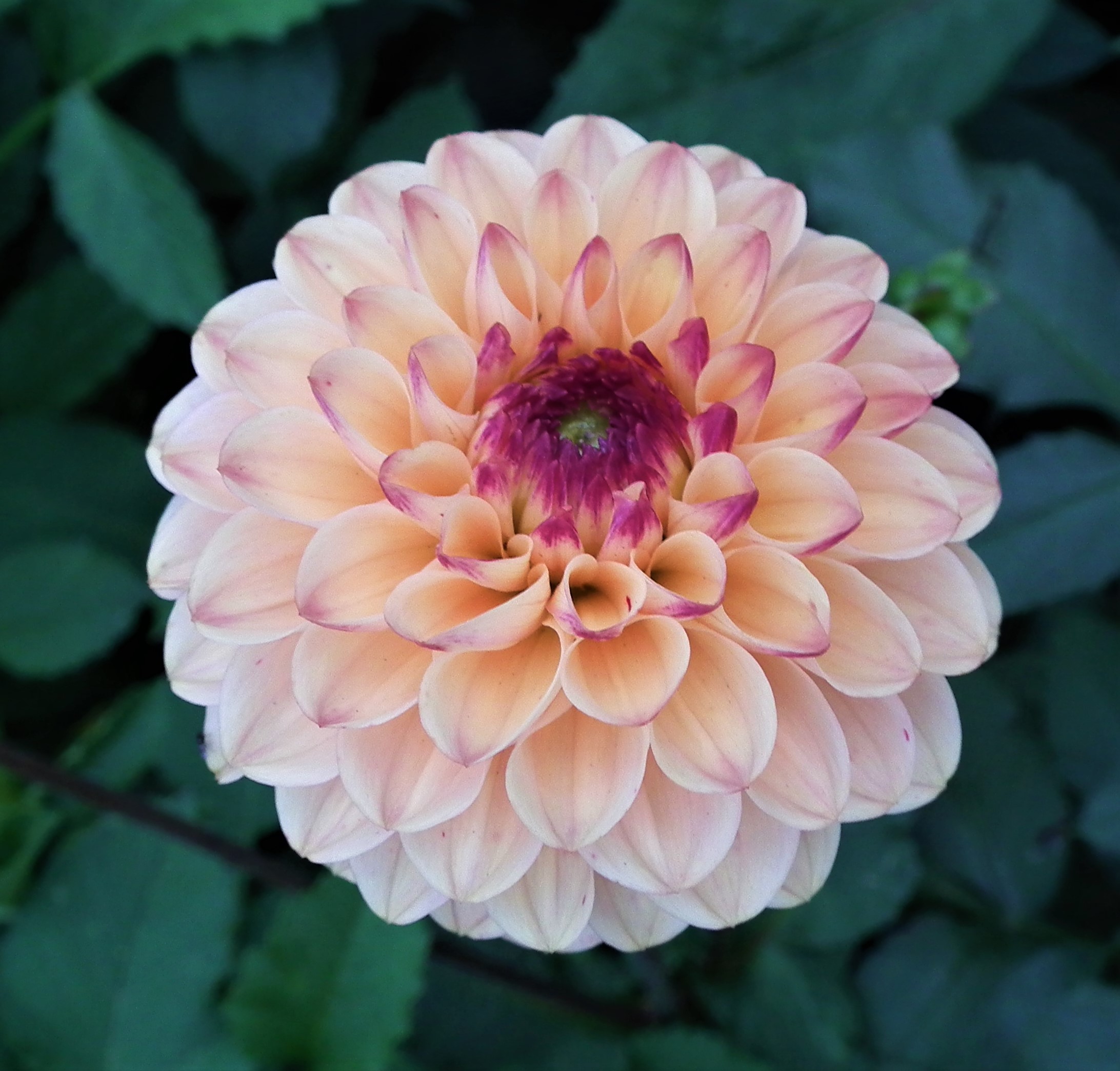 Dahlia Wine Eyed Jill